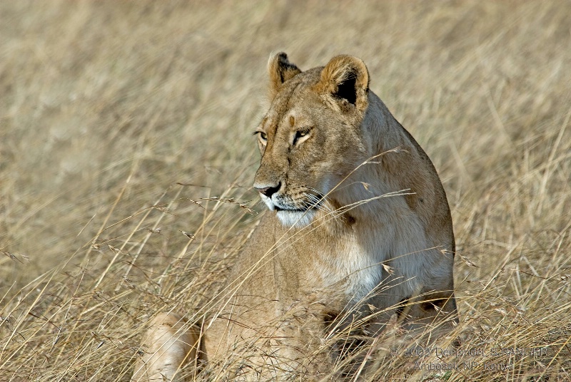 Lioness-pensive mood !