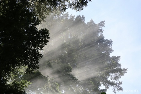 Sunbeams through mist