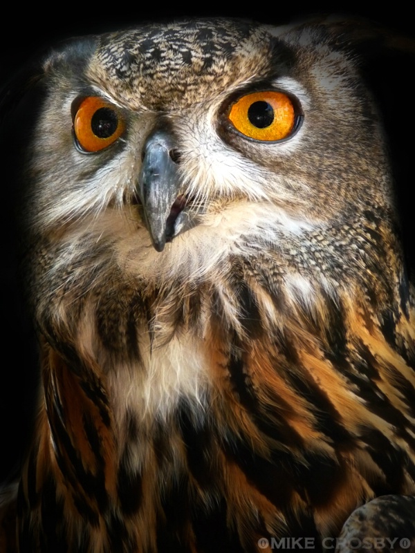 Eurasian Eagle-Owl