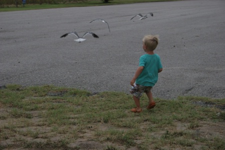Chasing seagulls