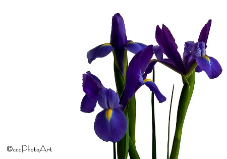 Royal Purple Iris