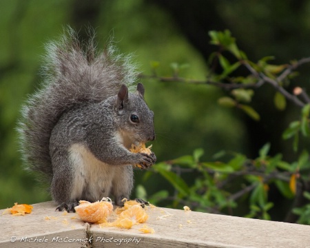 Squirrel Eating Orange