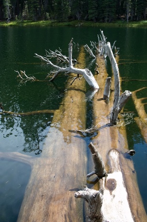 Yosemite Trip -- Logs