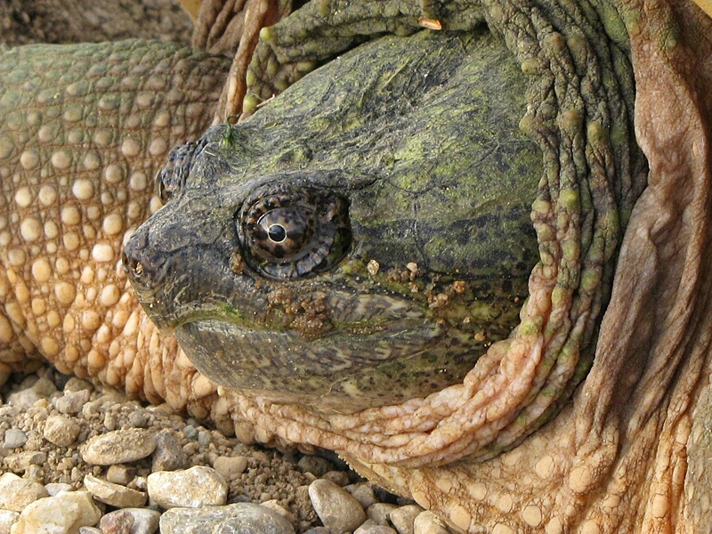 The Eye of the Turtle 