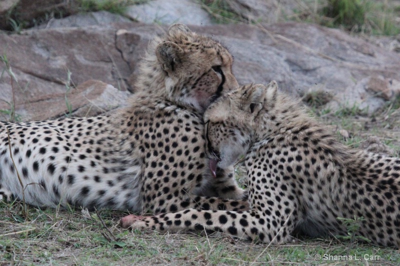 Cheetah Siblings 
