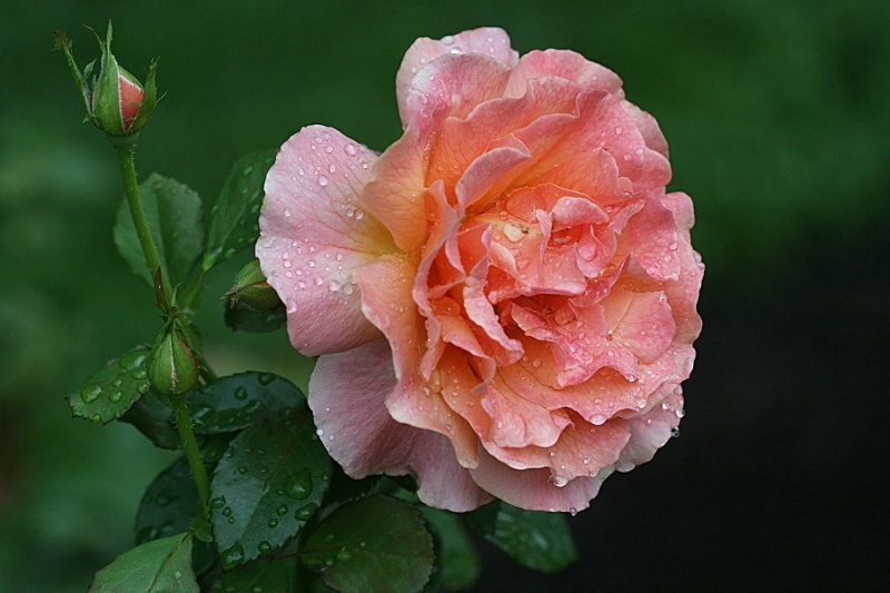 Peachy Rose