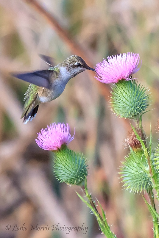 Black-chinned Hummingbird - ID: 13209274 © Leslie J. Morris