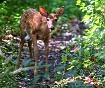Late Fawn 