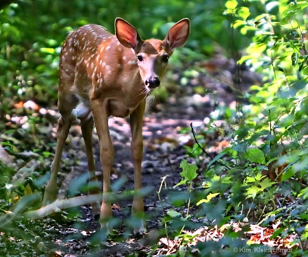 Late Fawn 