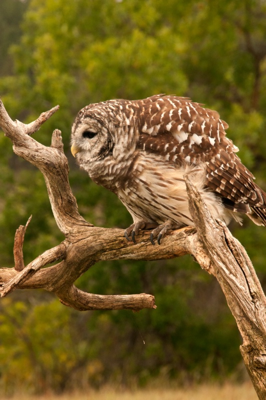 Barn owl poised