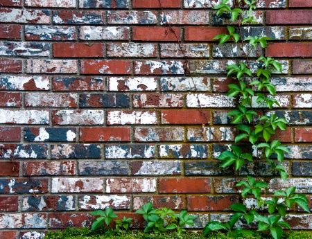 Brick and Ivy