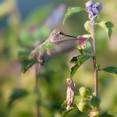 Morning Hummingbird