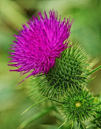 Thistle