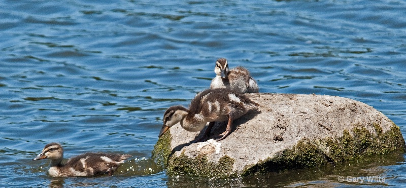 Three Little Ducks