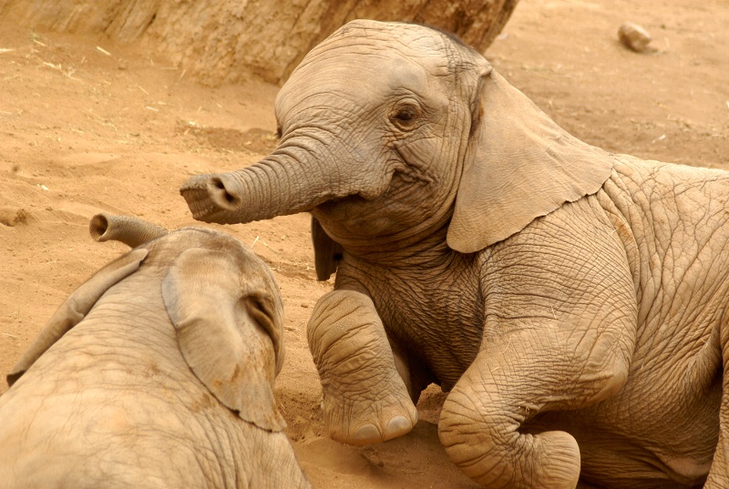 Elephants Playing