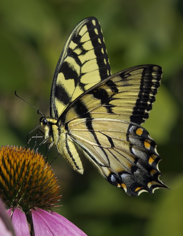 Swallowtail