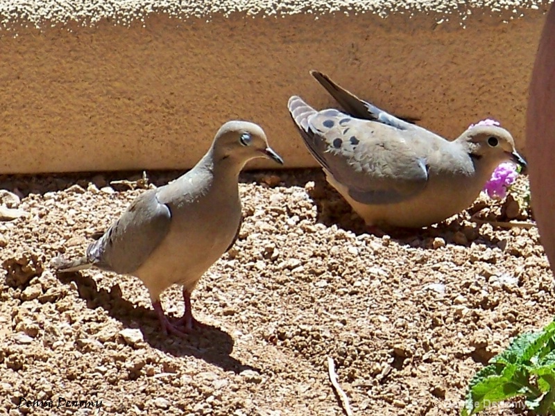 MOURNING DOVES