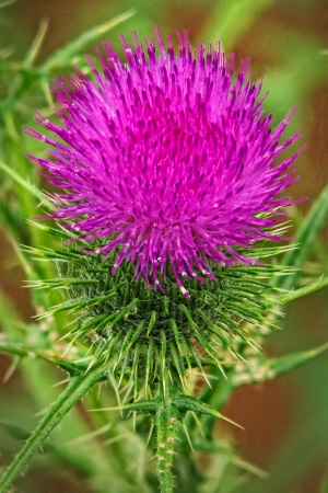 The Beautiful but Thorny Thistle