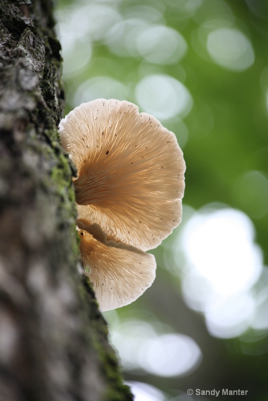 Mushroom growing on the side of a tree