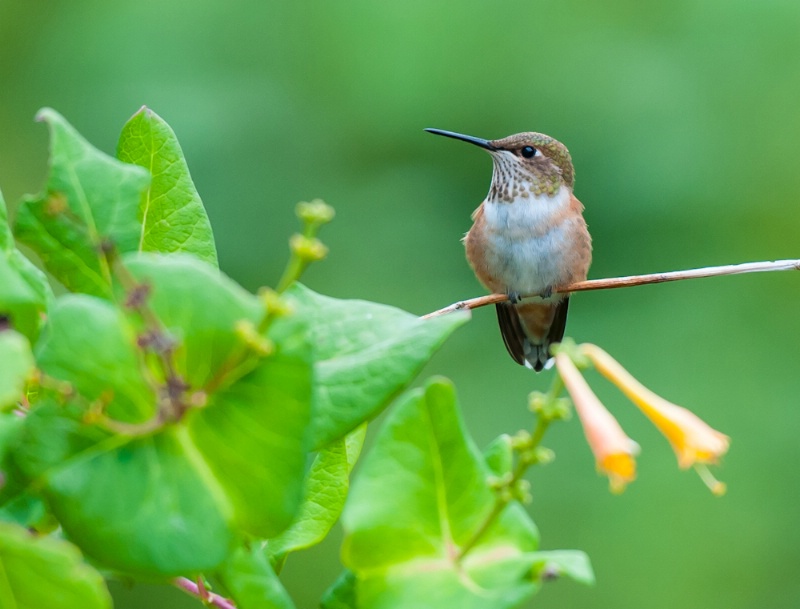 Hummingbird 