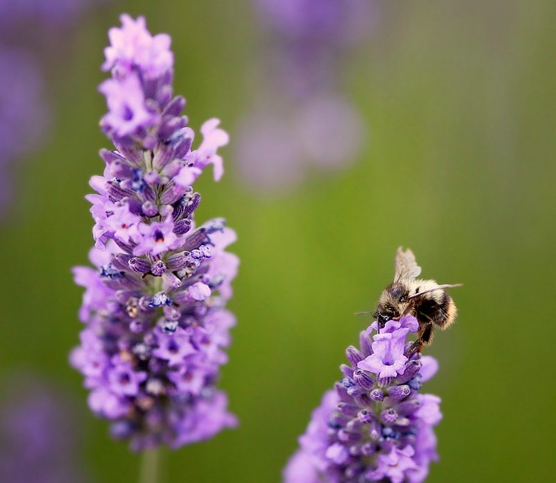 Lavender and Bee