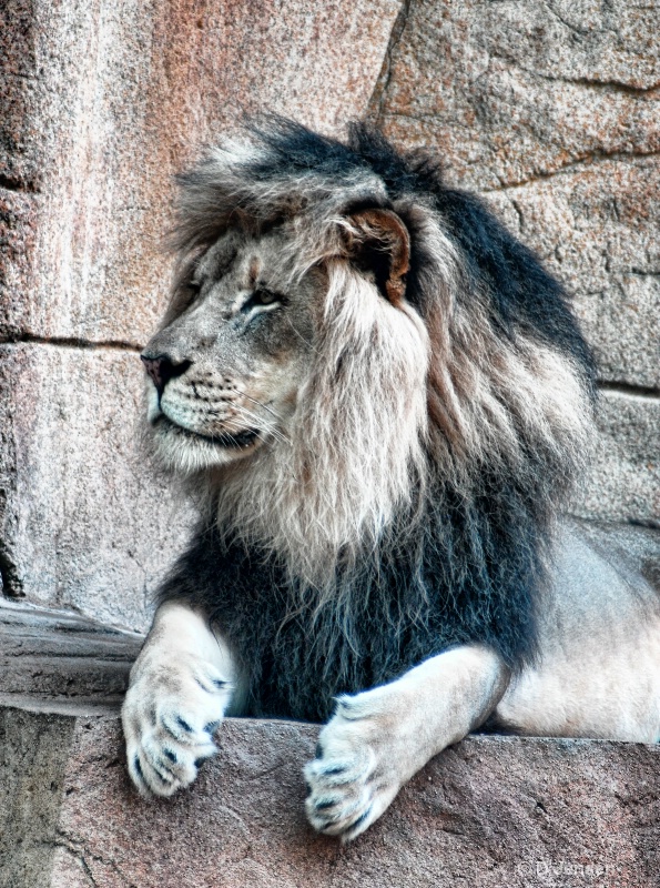 Lion at Chicago's Brookfield Zoo