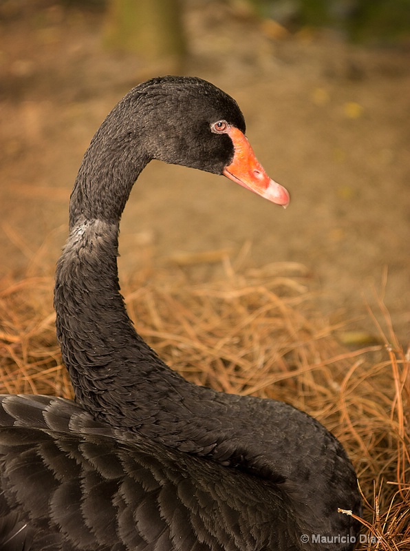 Black Swan - ID: 13215241 © Mauricio Diaz