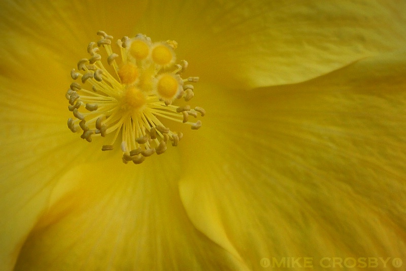 ~ Yellow ~