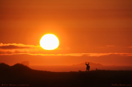 Beach Stag at Sunset