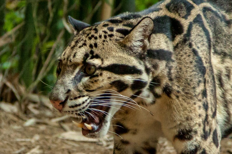 Clouded leopard