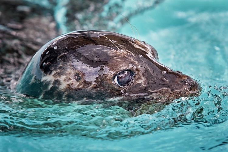 Busy Swimming