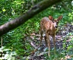 Pretty Fawn 