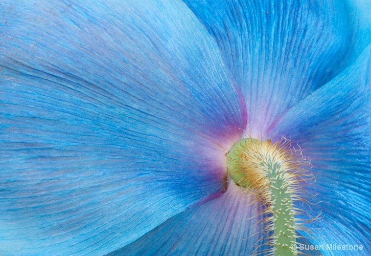Back of Blue Poppy 4915c - ID: 13216592 © Susan Milestone