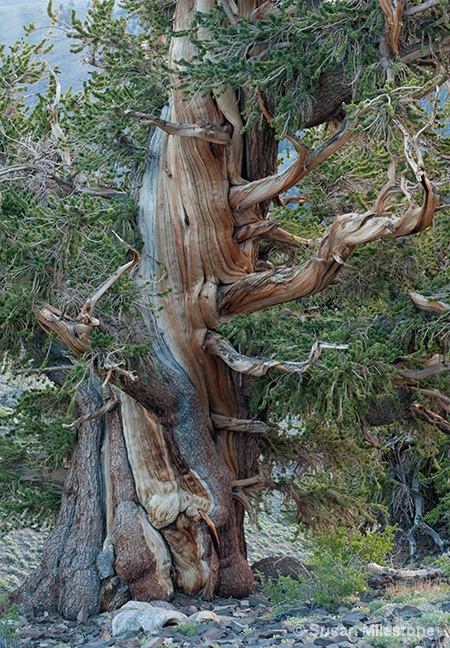 Ancient Bristlecone Pine 2889 - ID: 13216594 © Susan Milestone