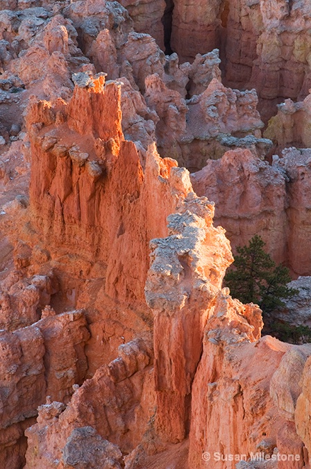 Bryce Canyon 8147 - ID: 13216598 © Susan Milestone