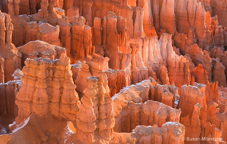 Bryce Canyon 8098 - ID: 13216601 © Susan Milestone