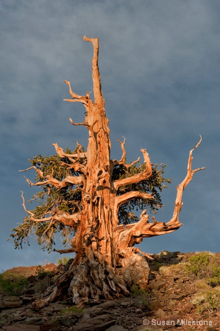 Ancient Bristlecone Pine 2832 - ID: 13216629 © Susan Milestone