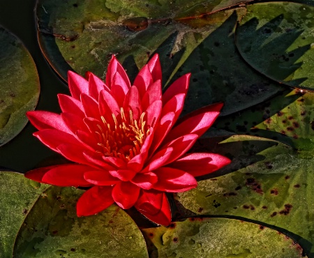 Red Water Lily