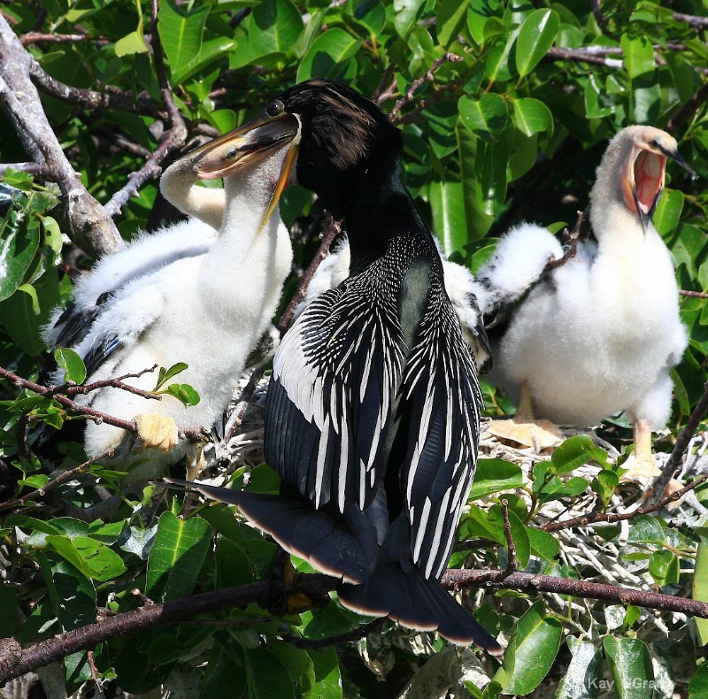 Feeding