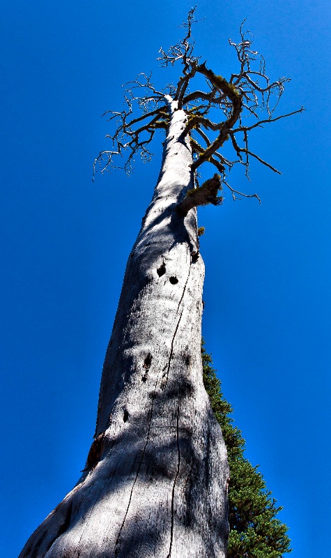 Tree at Sparks Lake, Central Oregon