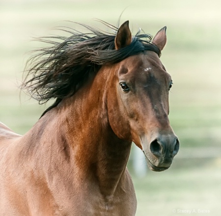 Wind in the Hair