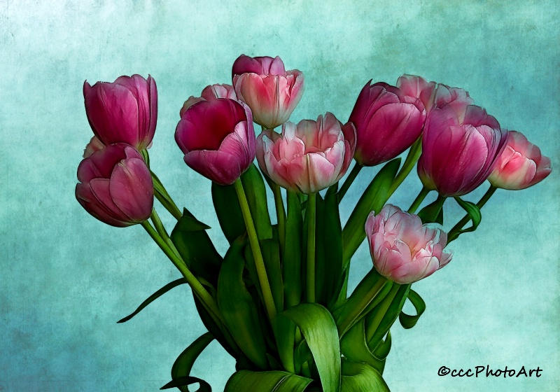Palette of Pinks Tulips