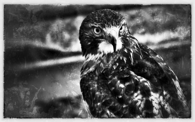 Red-Tail in B&W