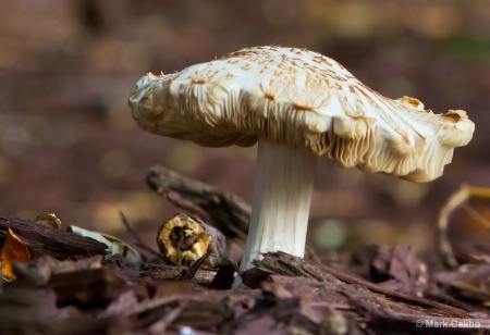 Lonely Mushroom