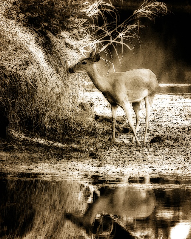 Reflection of the "Princess of the Forrest"
