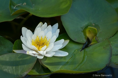 Water Lily