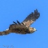 © Leslie J. Morris PhotoID # 13221992: Swainson's Hawk Glide