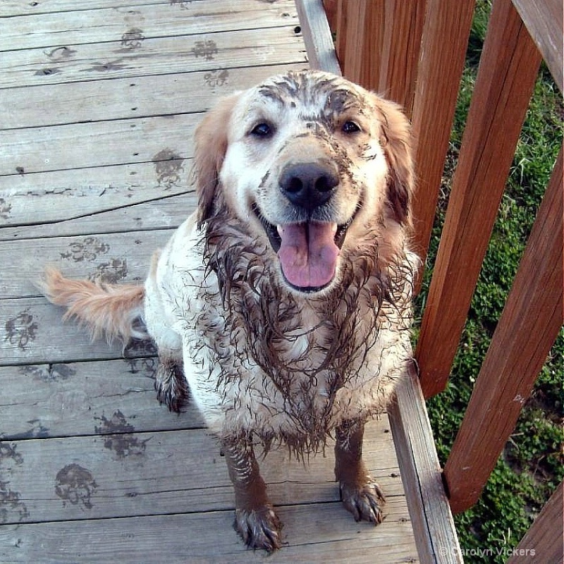 Please let me in Mom!