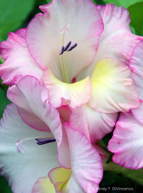 Gladiola 