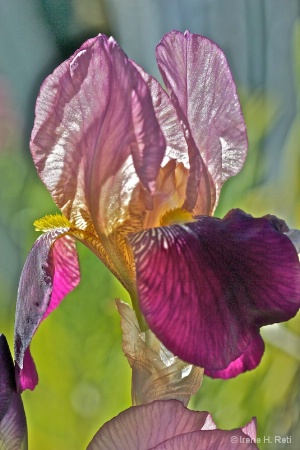 Backlit Iris